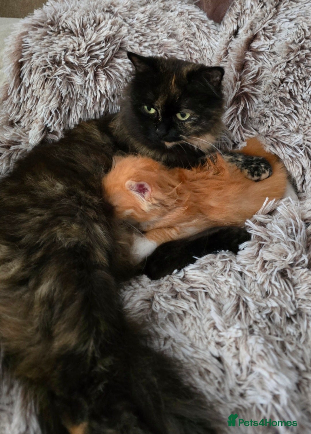 Mixed Breed cats for sale: Red Ginger fluffy kitten boy mix Ragdoll Siberian  - Image 6