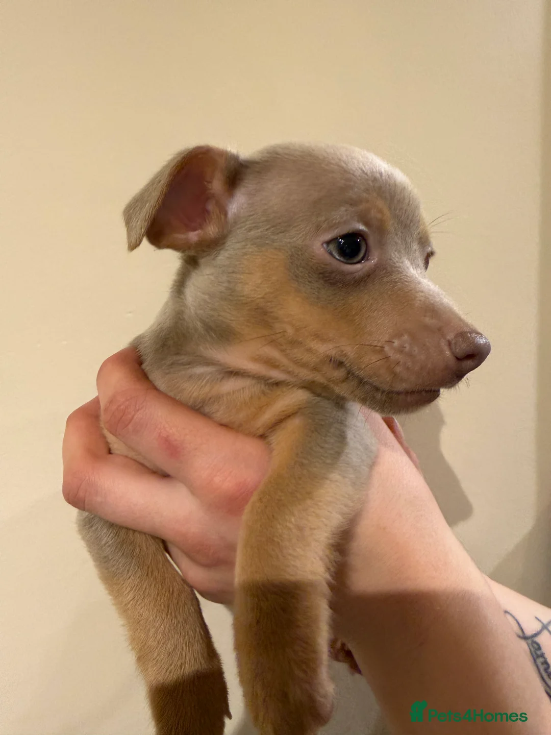 Jack Russell dogs for sale: Family Bred Beautiful Miniature Jack Russells - Advert 3