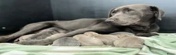 Labrador Retriever dogs for sale: Perfect Health Tested Silvers & Charcoals  - Advert 11