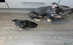 French Bulldog dogs for sale: Adorable Purebred Female French Bulldogs Ready! - Advert 14
