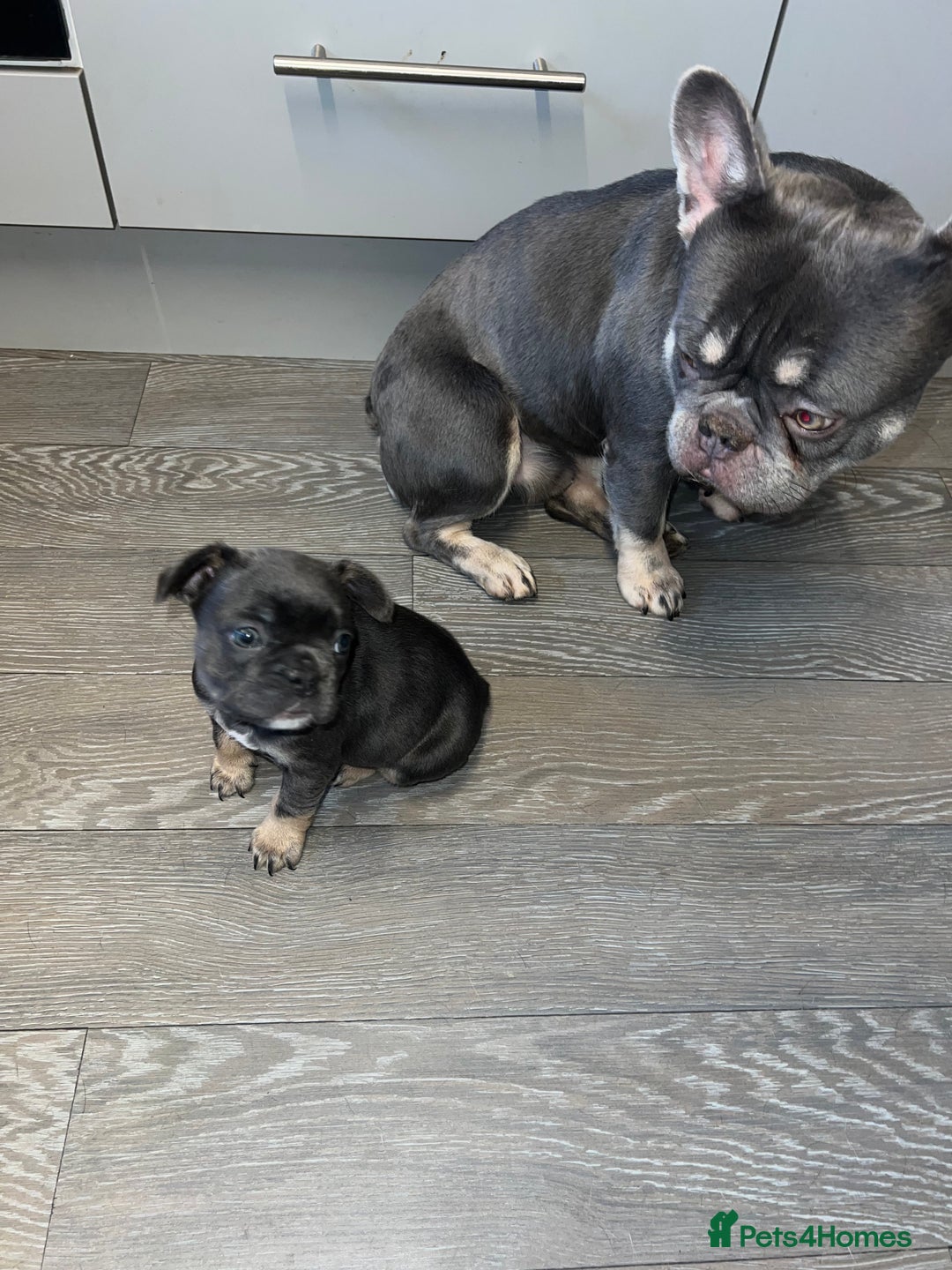 French Bulldog dogs for sale: Adorable Purebred Female French Bulldogs Ready! - Advert 14