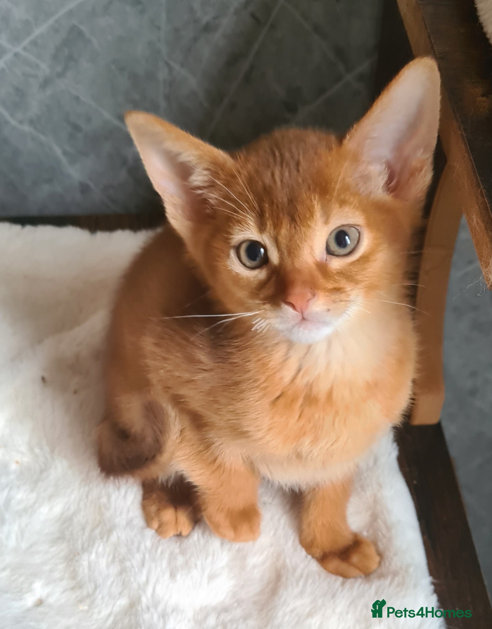 Abyssinian cats Beautiful pedigree TICA abyssinian kittens - Advert 1
