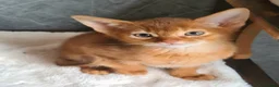 Abyssinian cats for sale: Beautiful pedigree tica abyssinian kittens - Advert 18