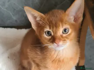 Abyssinian cats Beautiful pedigree TICA abyssinian kittens - Advert 1