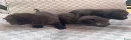 Mixed Breed cats for sale: Black tabby kittens  - Advert 22