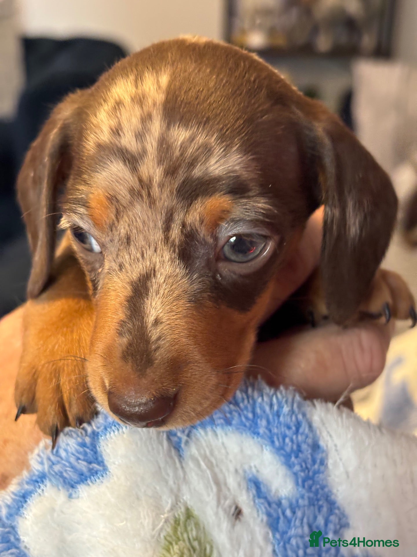 Miniature Dachshund dogs KC Miniature Dachshund Smooth haired - Advert 2