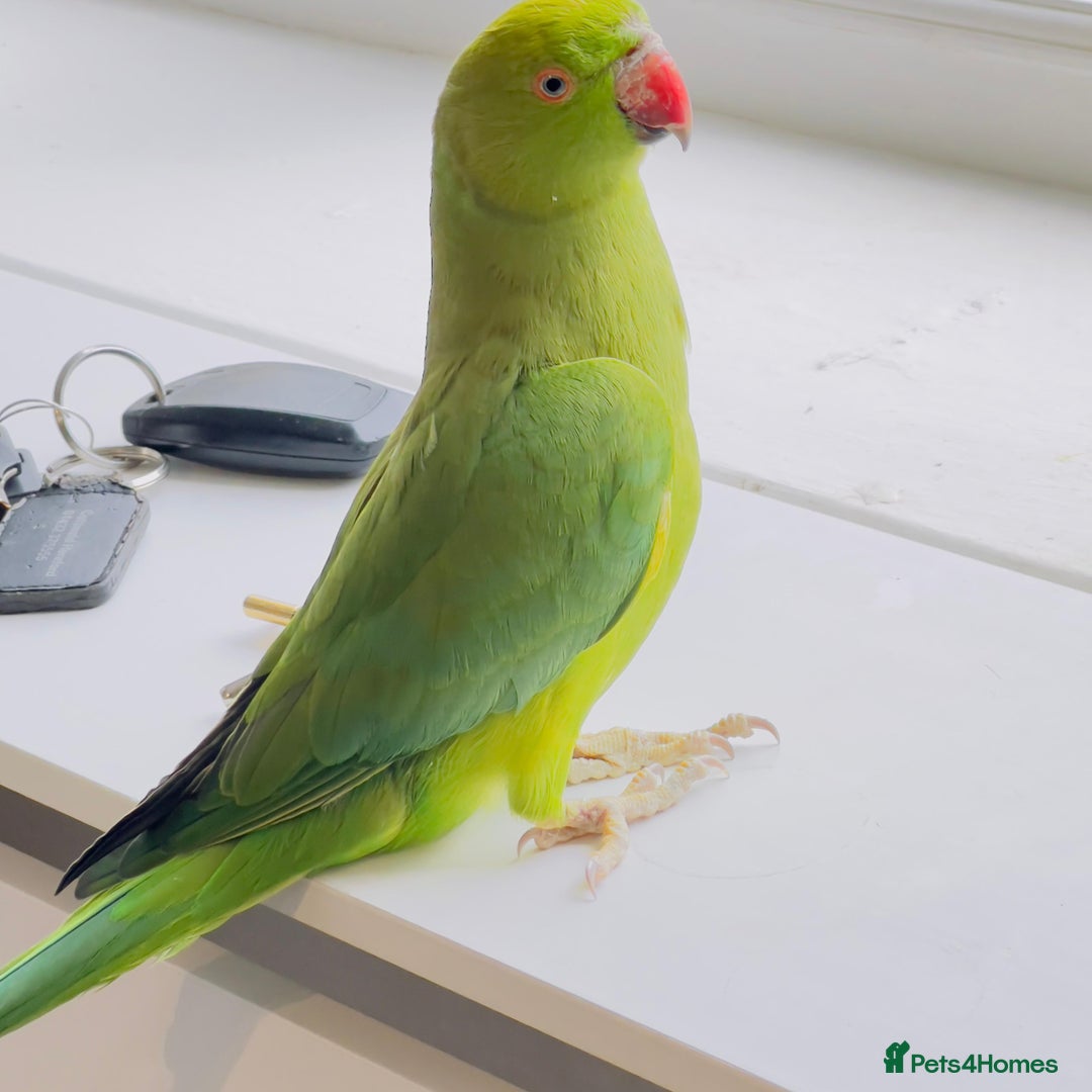 Ringnecks birds for sale: Indian ring neck parrots for sale 🦜❤️ - Advert 10