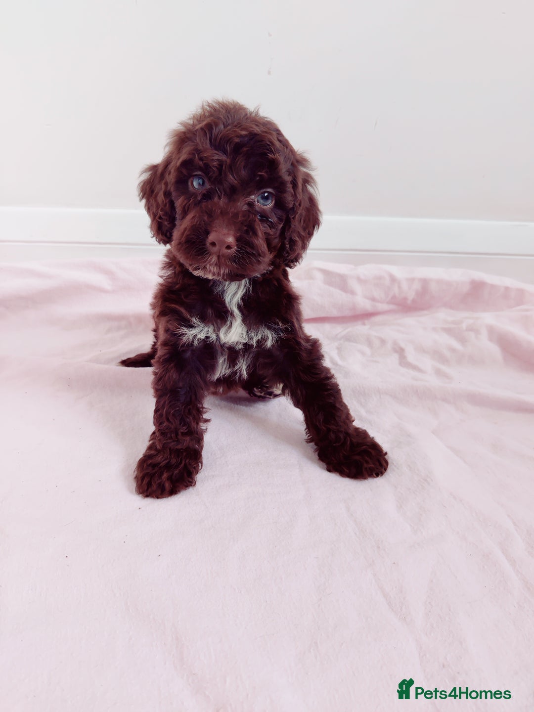 Cockapoo dogs for sale: Outstanding Cockapoo Puppies - Image 16