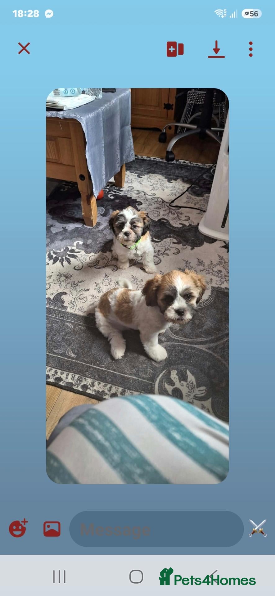 Shih Tzu dogs 2 x shih tzu boys  - Advert 2