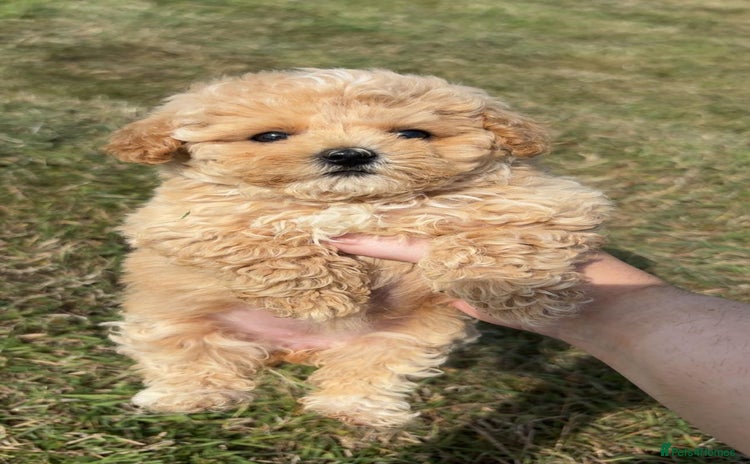 Maltipoo dogs - Advert 5