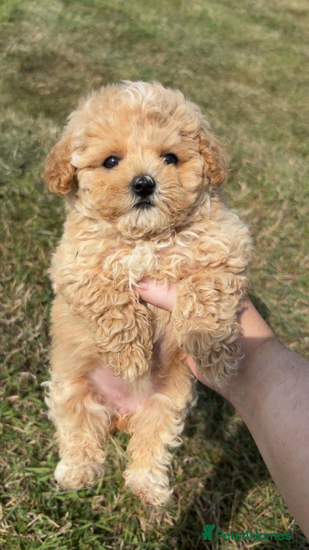 Maltipoo dogs for sale: ONLY 1 Exceptional korean maltipoo left - Image 1