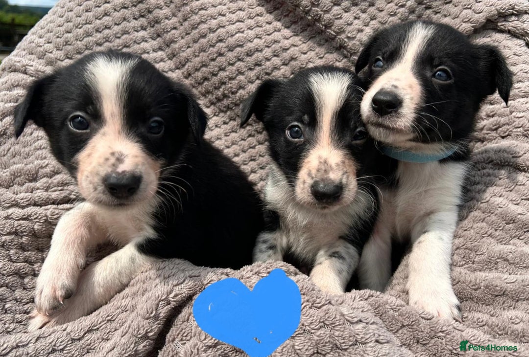 Border Collie dogs for sale: Border Collie Puppies for sale - Image 3