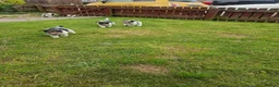 Fox Terrier dogs for sale: Wired fox terrier puppies  - Advert 2