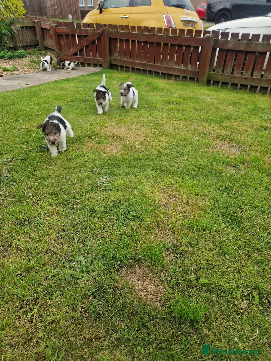 Fox Terrier dogs for sale: Wired fox terrier puppies  - Advert 2