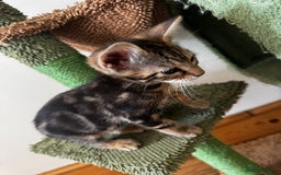 Mixed Breed cats for sale: Gorgeous Marble fur kitten - Ready now - Image 5