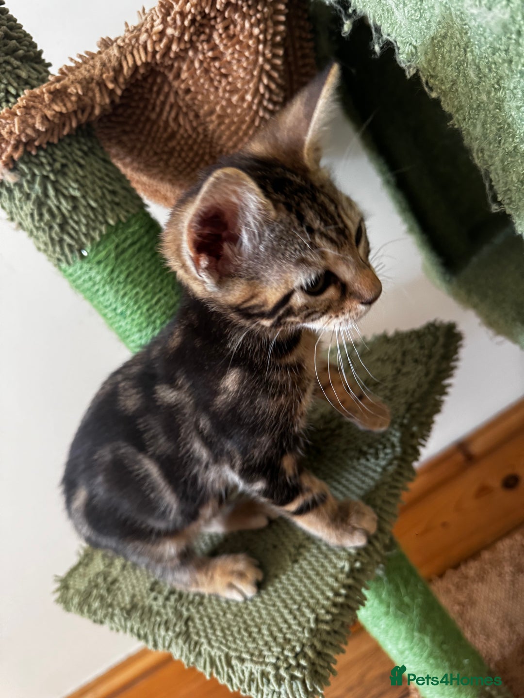 Mixed Breed cats for sale: Gorgeous Marble fur kitten - Ready now - Image 5