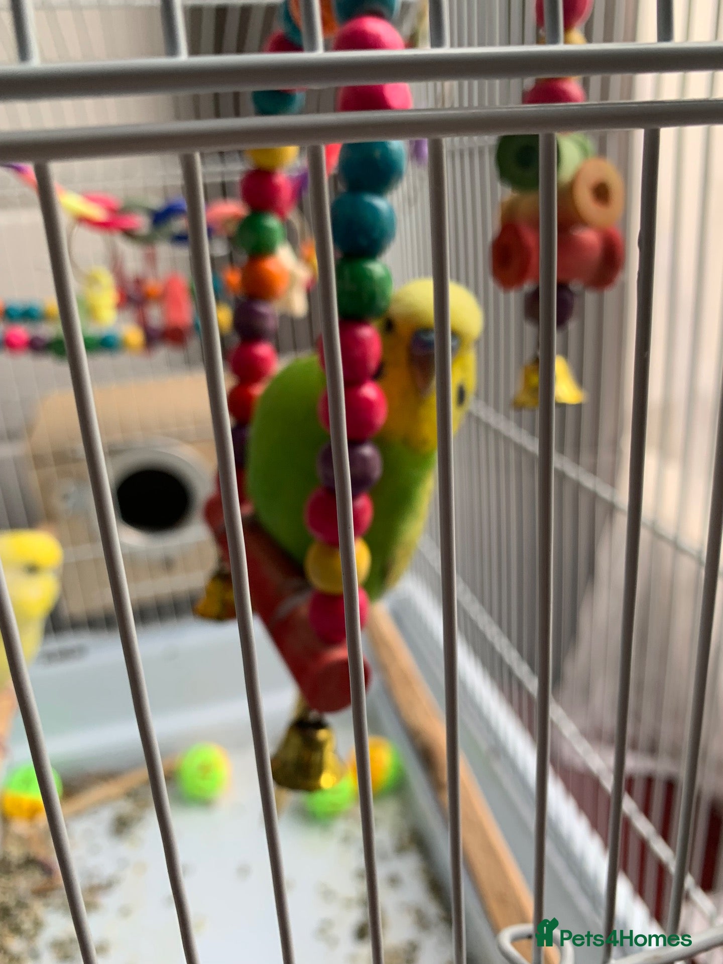 Budgerigars birds Pair of bonded budgerigars - Advert 12