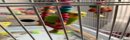 Budgerigars birds for sale: Pair of bonded budgerigars in Chesham - Advert 1