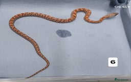 Corn Snake reptiles for sale: Corn Snake Morph Hatchling's  - Image 11