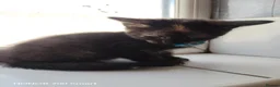 Mixed Breed cats for sale: Little Kittens - Advert 9