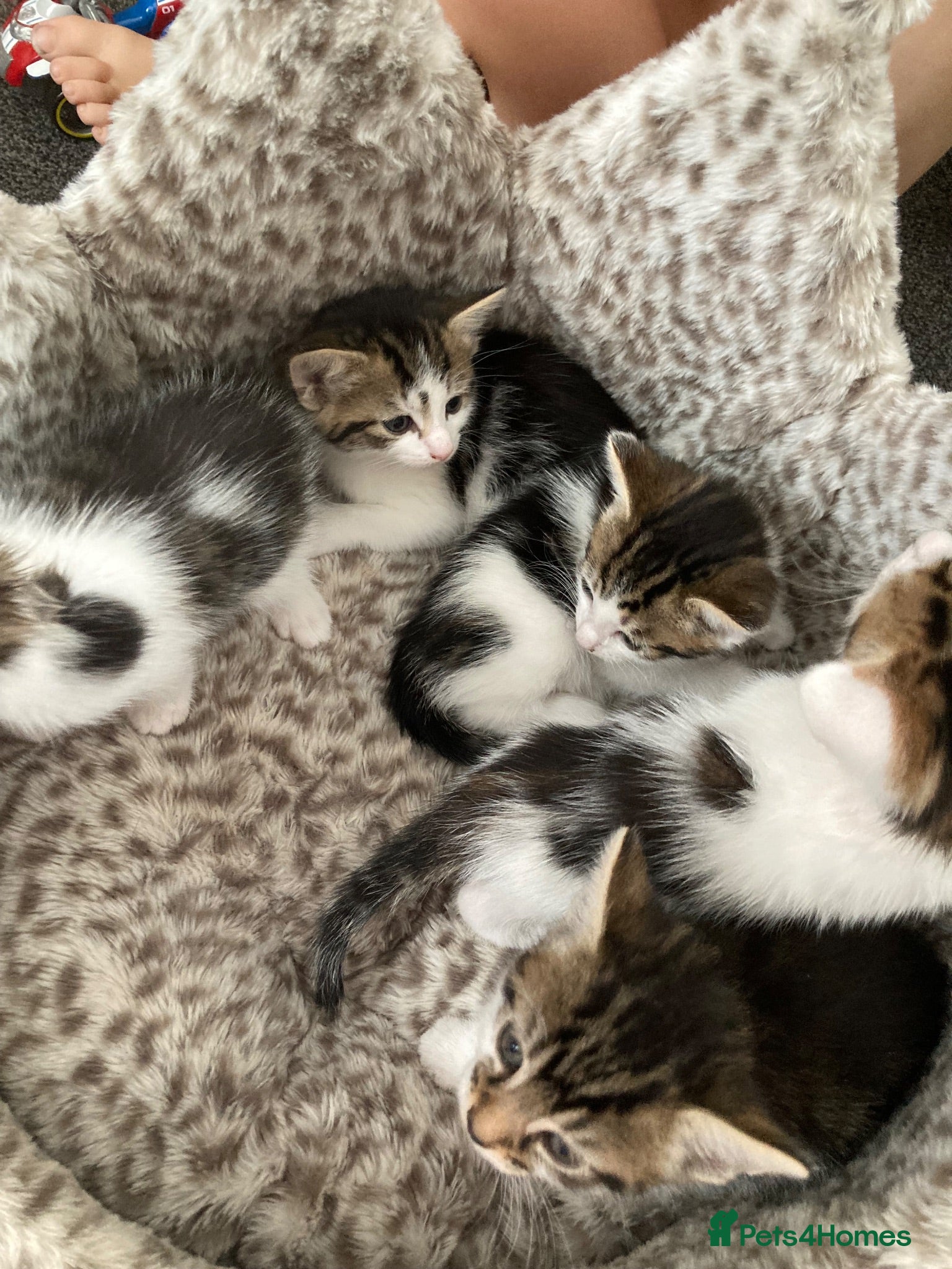 Mixed Breed cats Kitten looking for there forever loving home  - Advert 16