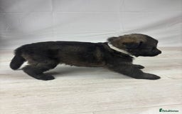 German Shepherd dogs for sale: Chunky German Shepherd Working Line Puppies  - Image 2