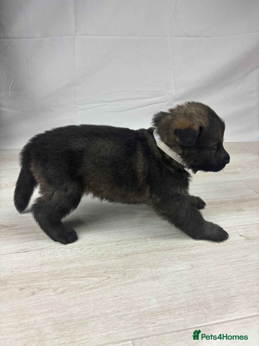 German Shepherd dogs for sale: Chunky German Shepherd Working Line Puppies  - Image 2