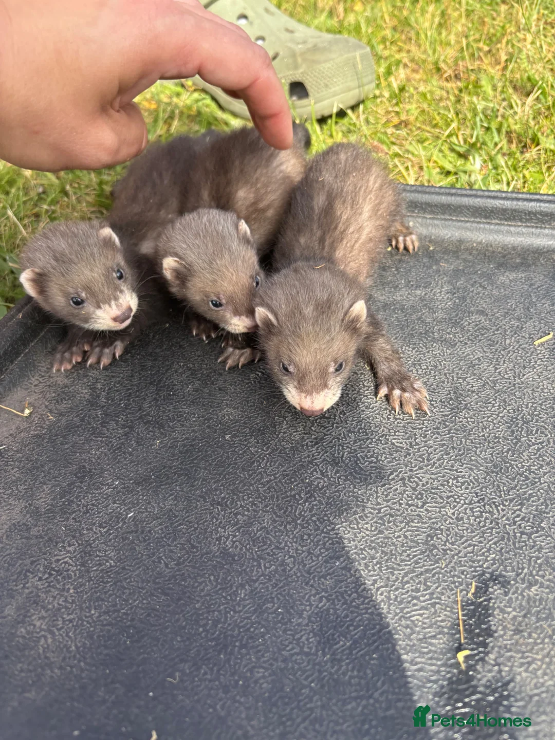 Ferret rodents for sale: Ferrets for sale  in Mansfield - Advert 2