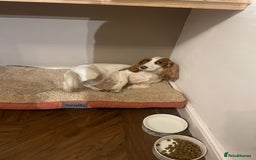 Cocker Spaniel dogs for sale: Cocker Spaniel  - Image 3