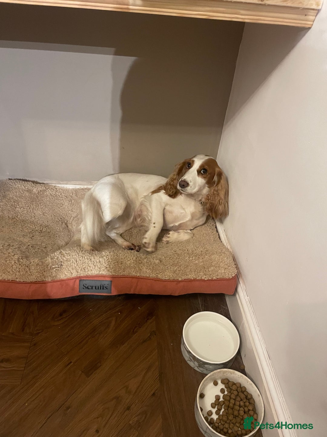 Cocker Spaniel dogs for sale: Cocker Spaniel  - Image 3