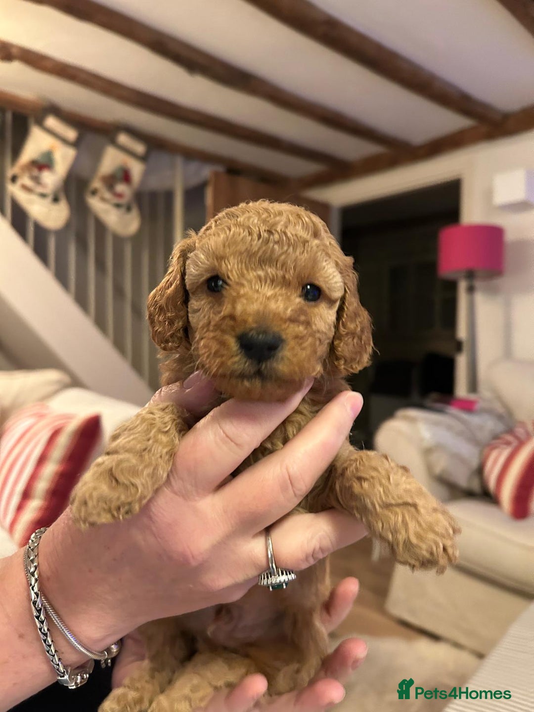 Cockapoo dogs for sale: Amazing miniature F1b cockapoo  - Advert 13