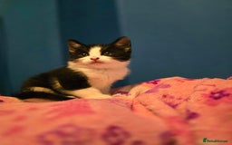 Mixed Breed cats for sale: Kittens - Image 15