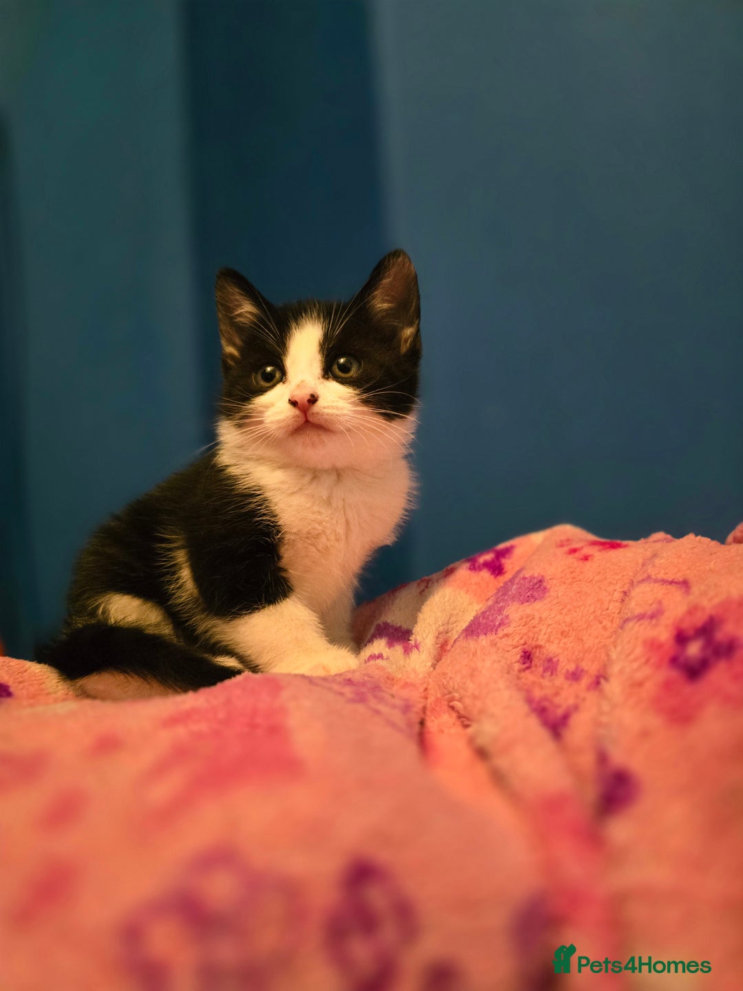 Mixed Breed cats for sale: Kittens - Image 15