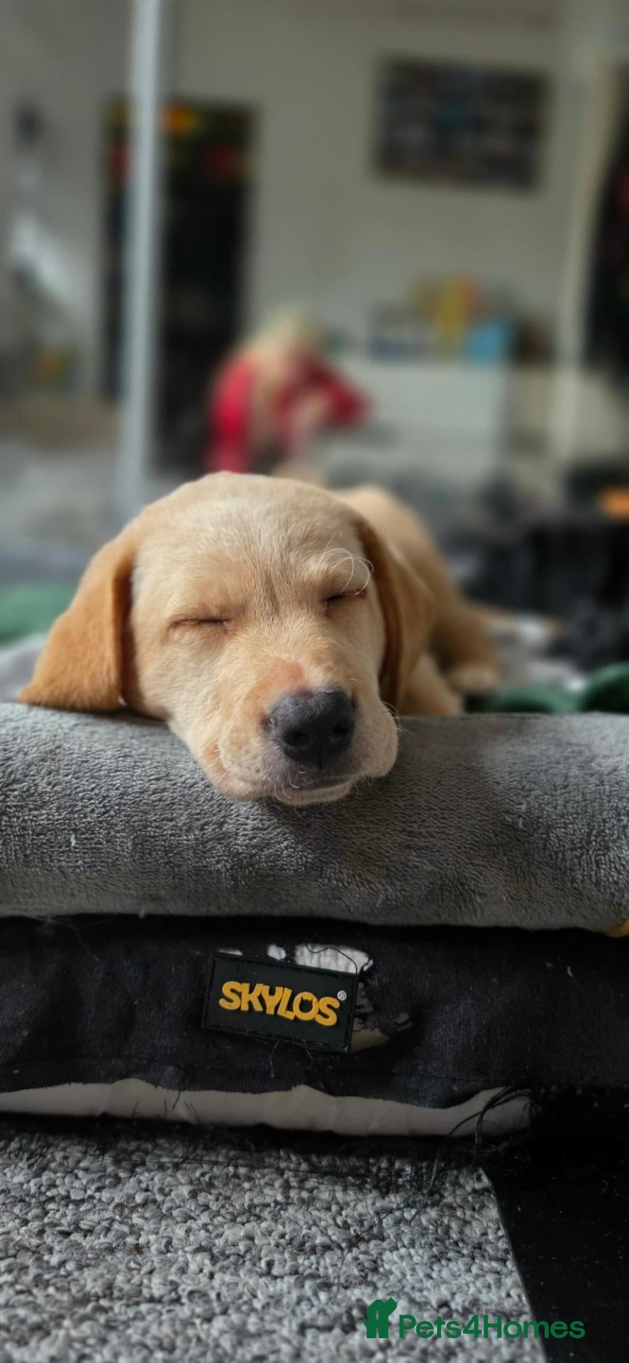 Labrador Retriever dogs for sale: Exceptional KC Champion Bloodline Pups - Advert 1