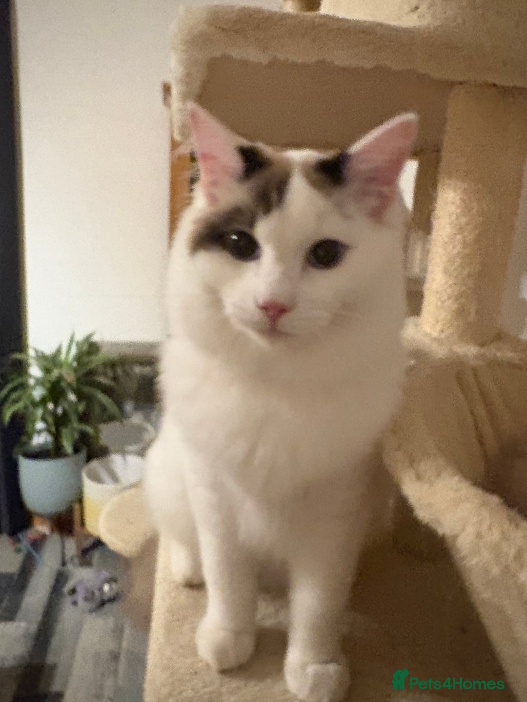 Ragdoll cats for sale: Amazing Ragdoll Brothers.  - Advert 2