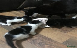 Mixed Breed cats for sale: Male kittens ready now  - Image 2
