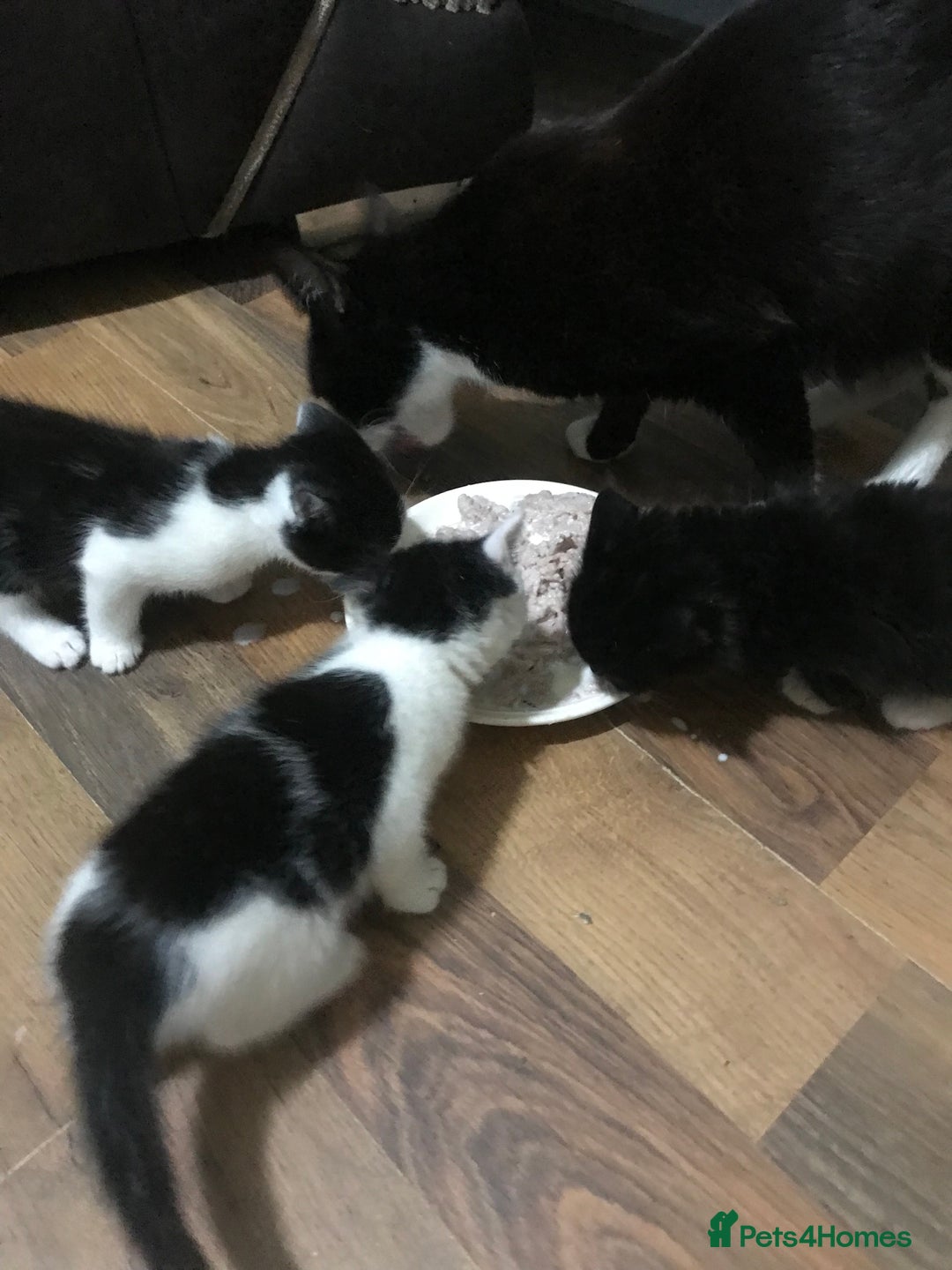Mixed Breed cats for sale: Male kittens ready now  - Image 2