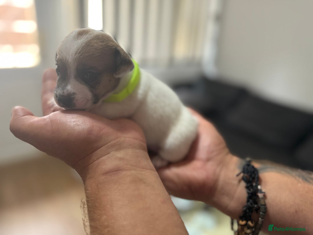 Jack Russell dogs for sale: Miniature Jack Russell terrier 3 boys and 3 girls  - Image 29