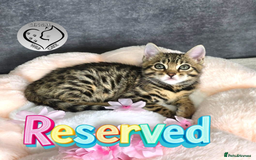 Bengal cats for sale: 1 beautiful boy from tica champion lines - Image 14