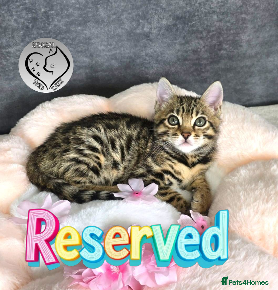 Bengal cats for sale: 1 beautiful boy from tica champion lines - Image 14