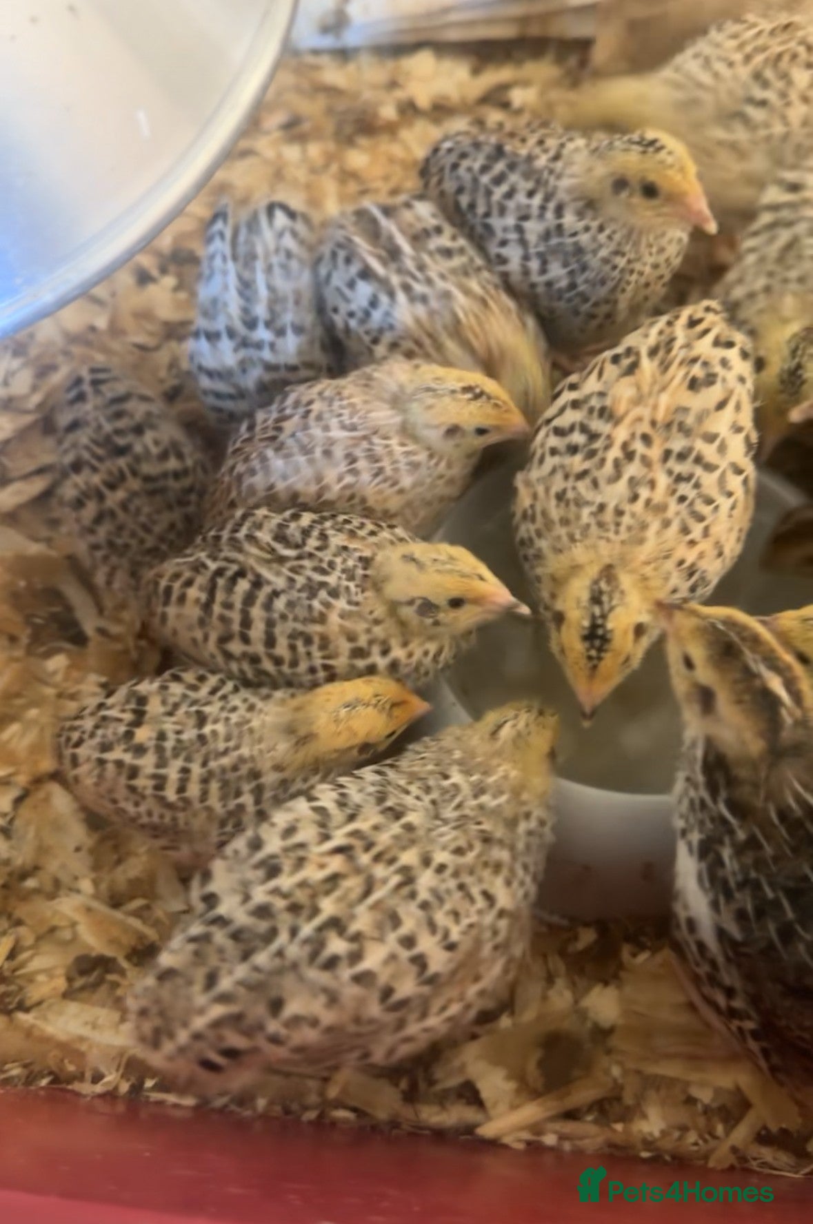 Mixed Breed birds Coturnix Quail - Advert 1