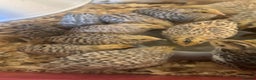 Mixed Breed birds for sale: Coturnix Quail - Advert 1