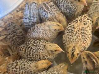 Mixed Breed birds Coturnix Quail - Advert 1