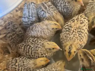 Mixed Breed birds Coturnix Quail - Advert 6