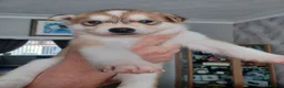 Siberian Husky dogs for sale: 🩵2 beautiful siberian husky boys left🩵 - Advert 7