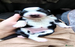 Border Collie dogs for sale: Border Collie Puppies - Image 11