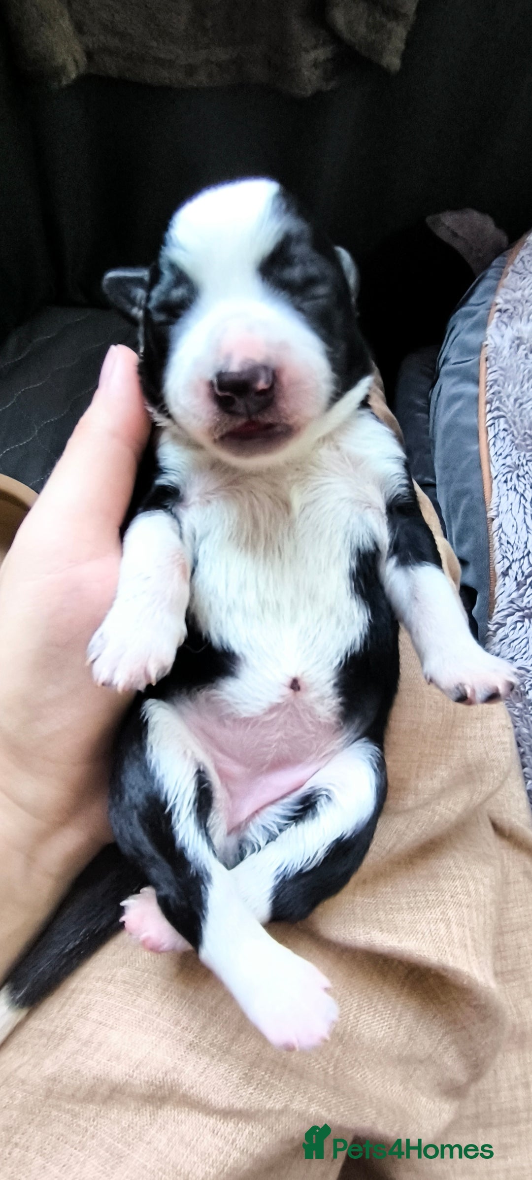 Border Collie dogs for sale: Border Collie Puppies - Image 11