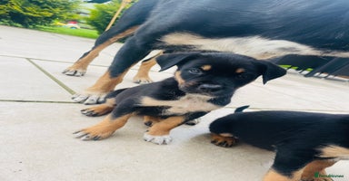 Rottweiler dogs - Advert 8