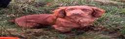 Cocker Spaniel dogs for sale: Working cocker spaniel puppy’s  - Advert 9