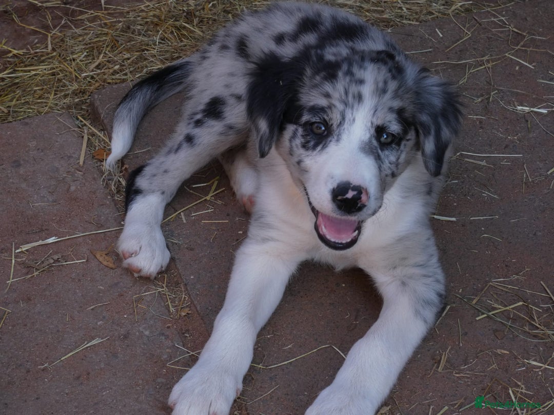 Border Collie dogs for sale: Red, and blue merle, tri, b/w collies farm reared - Image 19